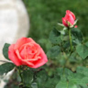 Meet your Posher, Fabiola